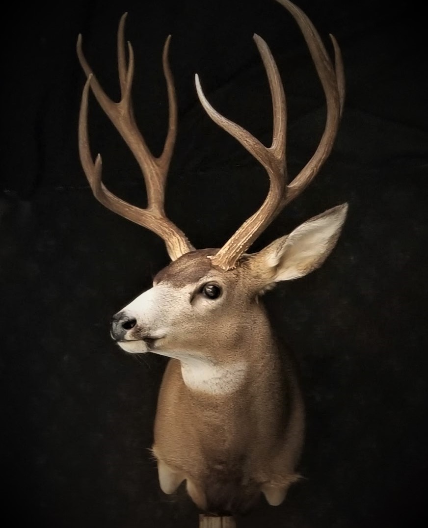 Mule Deer
