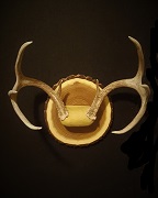 Antler Mount Whitetail Buck