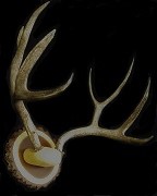 Mule Deer - Antler Mount
