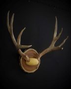 Round - Antler Mount