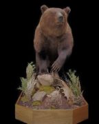 Alaska - Grizzly Bear