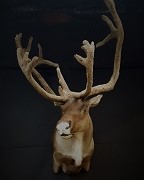 Caribou Mount