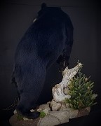 Full Mount - Back View