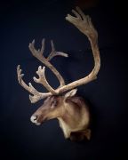 Full Velvet - Caribou