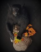 McKenzie Black Bear Form