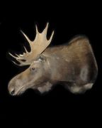 Sneak Form - Shoulder Mount 