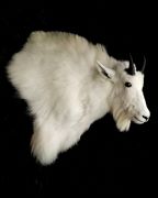 Wall Pedestal - Mountain Goat