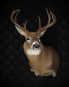 Whitetail Shoulder Mount