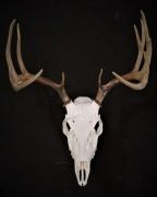 Display Options - Skull Hooker