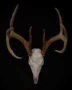 Hanger on Back of Skull