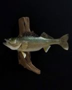 Pro Series Lake Winnepig Walleye