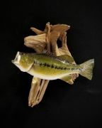 Pro Series Striking Largemouth