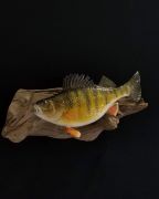 Pro Series Swimming Perch