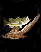 Striking Largemouth Bass