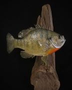 Sunfish - Pro Series