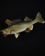 Swimming - Walleye