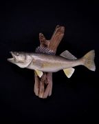 Valley City ND Walleye