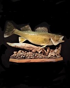 Walleye - Octogon Pedestal