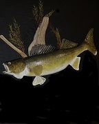Walleye Reverse Bend