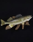 Walleye - Reverse Bend