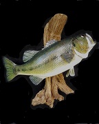 Largemouth Bass - Top Water