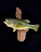 Largemouth - Mouth Half Open