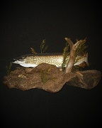 Northern Pike - Diarama