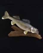 Open Mouth - Finished Back - Scale Tipping