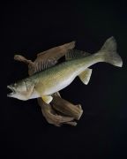 Pro Series Lake Winnepig Walleye!