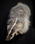 Badger Full Body Mount