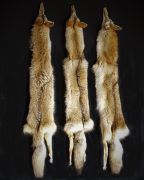 Coyote Trappers Tans