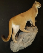 Female Mountain Lion - Rock Base