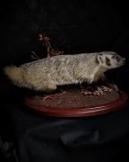 Full Body Badger Mount with Base