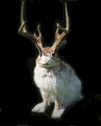 Jackalope - Rabbit