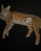 Laying Bobcat