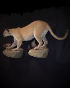 Male Mountain Lion - Rock Base