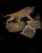 Sneaking Female Mountain Lion