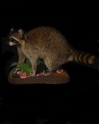 Walking Full Body Raccon