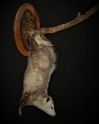 Wall Hanging Opossum