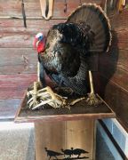 Full Body Struting Turkey