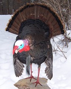 Gobbleing Tom Turkey