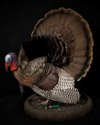 Turkey - 45 angle Tail