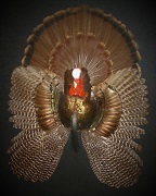 Turkey Tail, Head, and Wings
