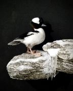 Bufflehead - Ice Scene
