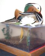 Domestic - Manderan Duck