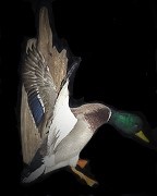 Flying Drake Mallard