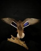 Hen Mallard Pedestal Mount