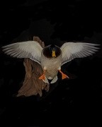 Landing Drake Mallard