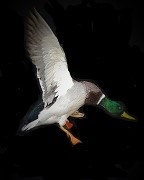 Landing - Drake Mallard