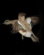 Landing - Drake Widgeon